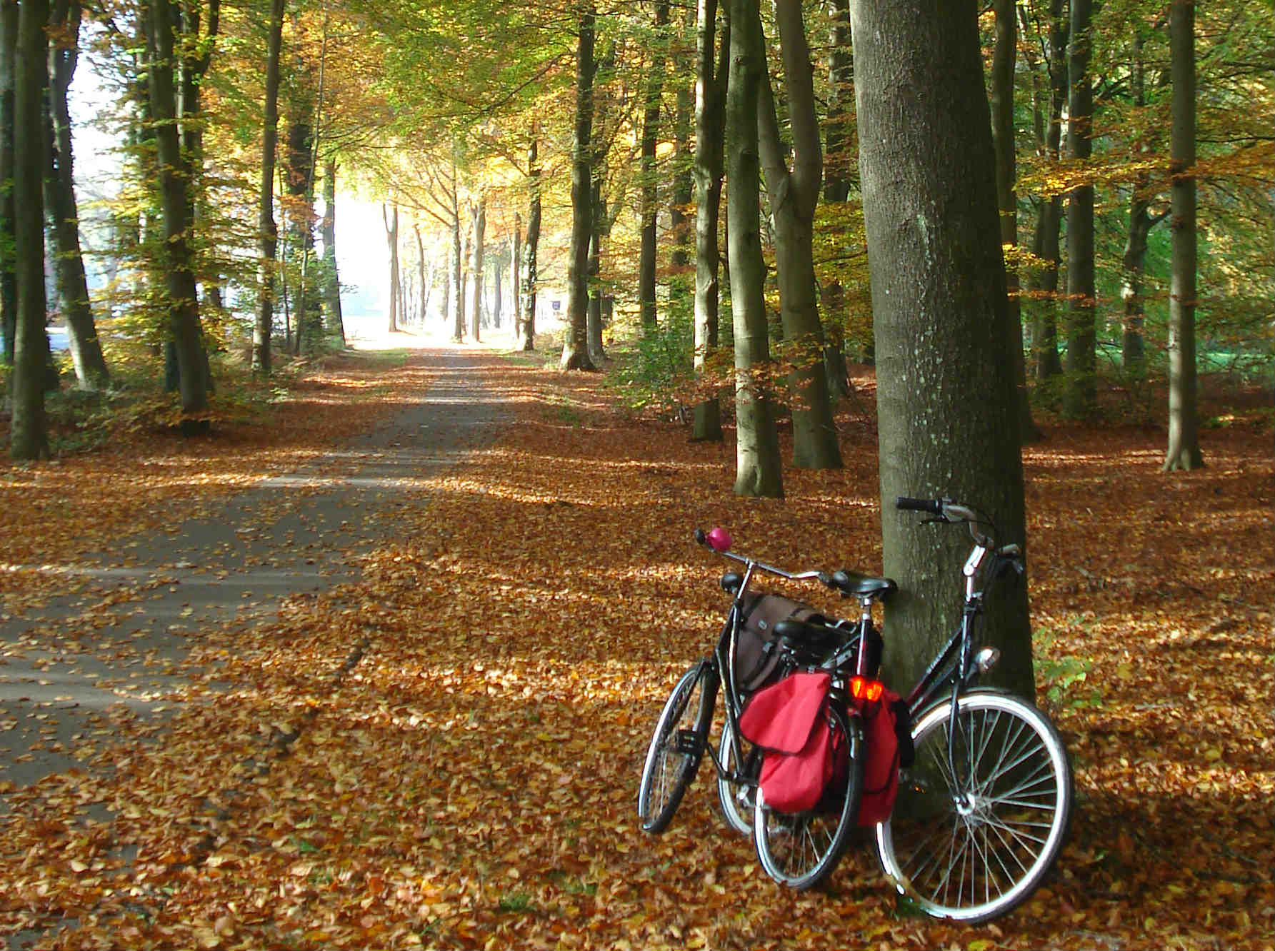 Fietsen.jpg